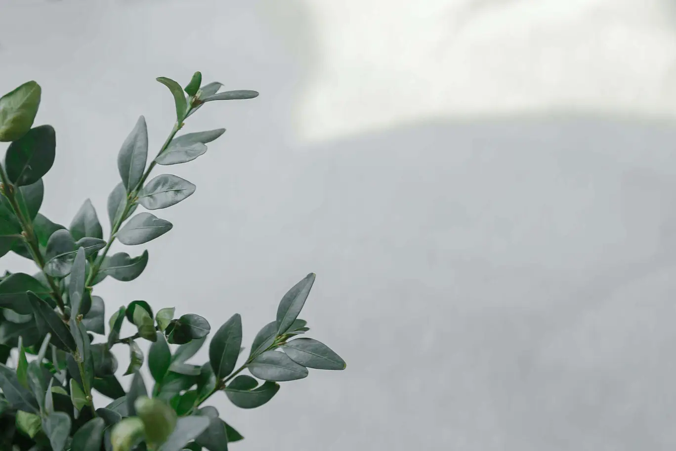eucalyptus leaves against gray background