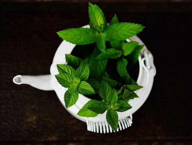 photo pf mint in a tea kettle