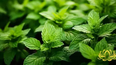 peppermint leaves