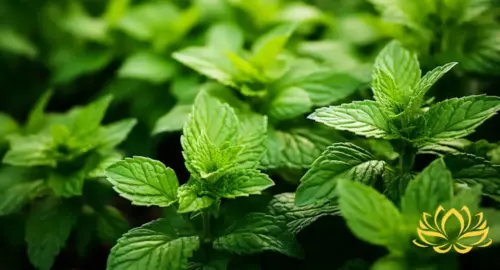 peppermint leaves